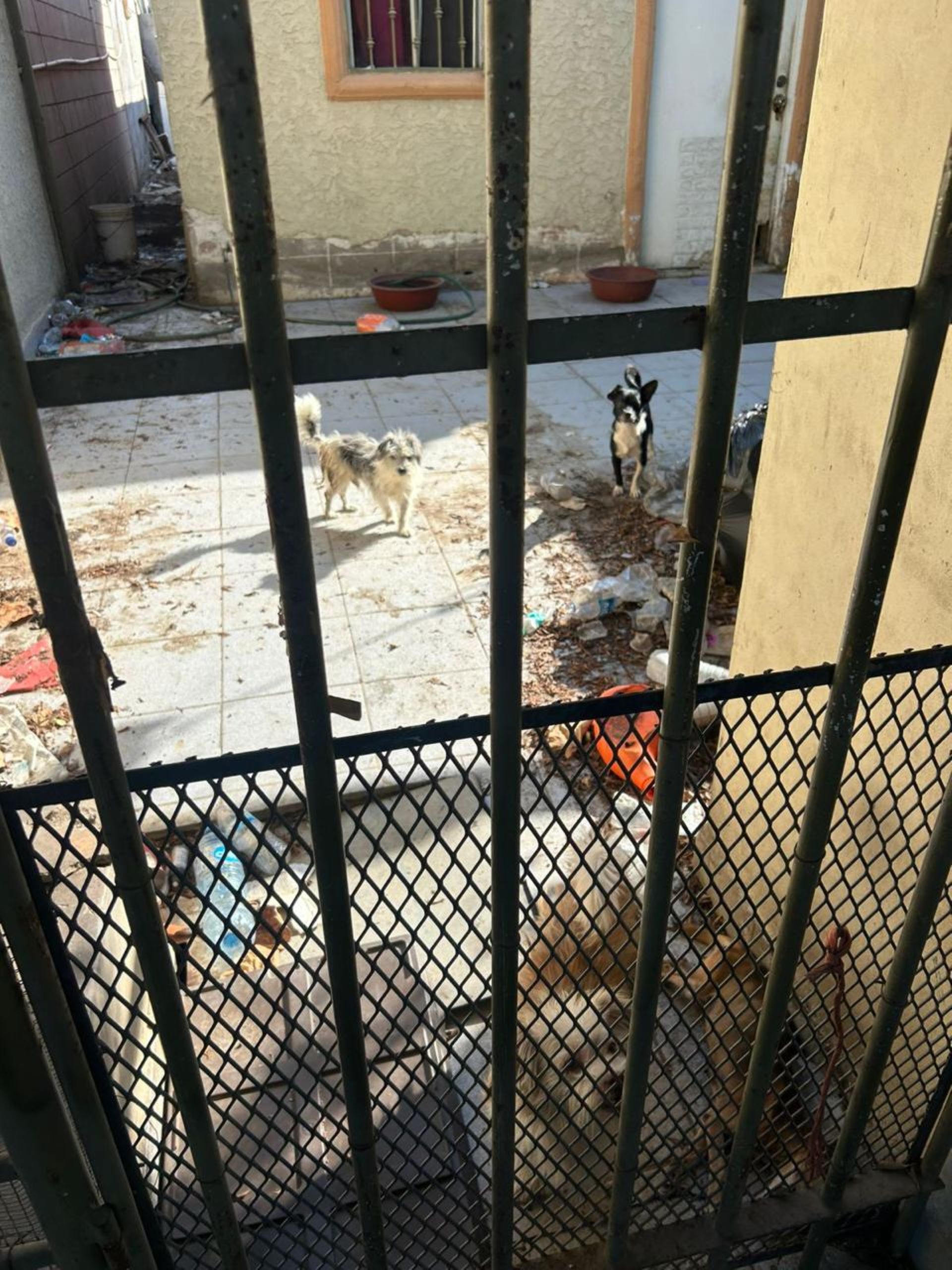 Implementa FGE cateo por caso de maltrato animal en el fraccionamiento Villa Colonial