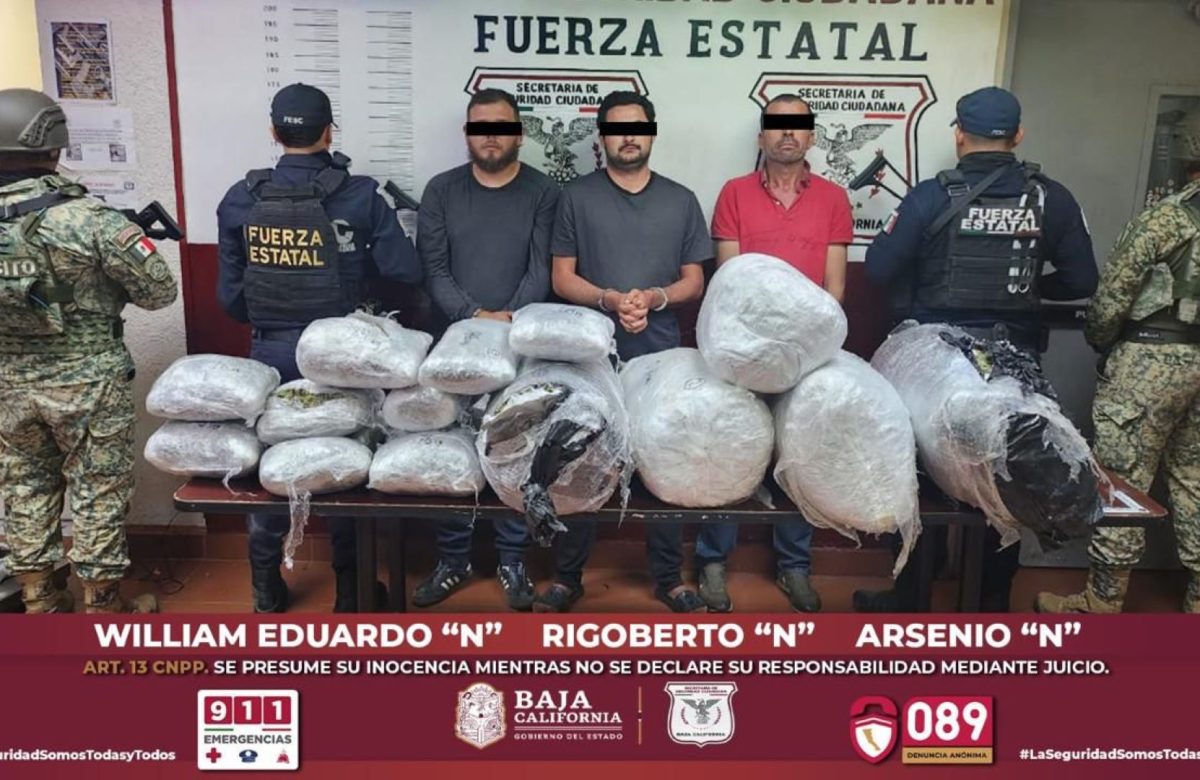 Decomisa Fuerza Estatal medio centenar de kilos de marihuana en Tecate; Hay tres detenidos