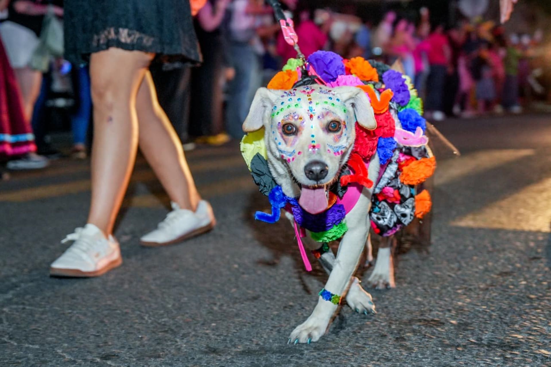 Mexicali vibra con el festival y desfile “Color y Tradiciones” por Día de Muertos