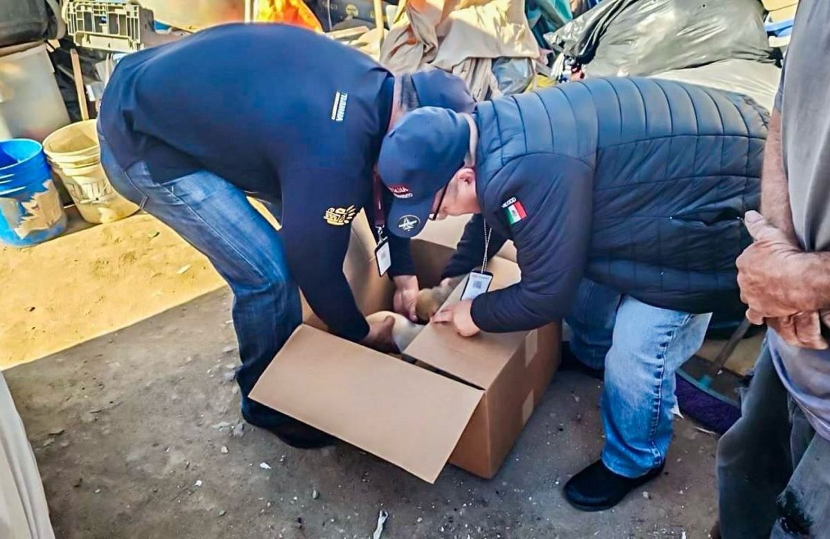 Rescata Gobierno Municipal de Tijuana a cuatro cachorros víctimas de venta ilegal