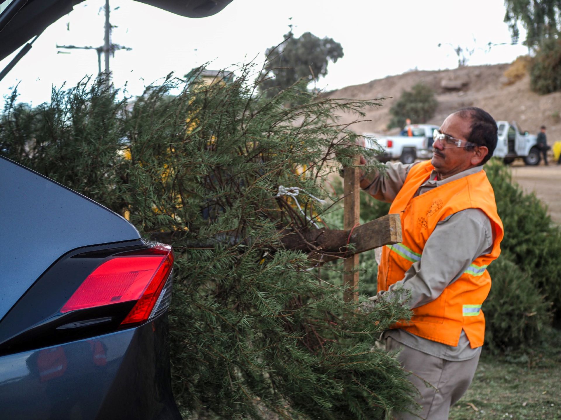 Gobierno de Mexicali habilita 11 centros de acopio de pinos navideños naturales