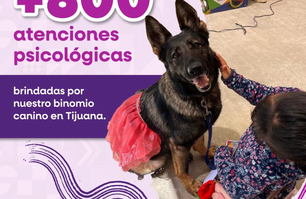 Brinda binomio canino más de 800 atenciones de acompañamiento psicólogo en Cejum