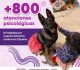 Brinda binomio canino más de 800 atenciones de acompañamiento psicólogo en Cejum