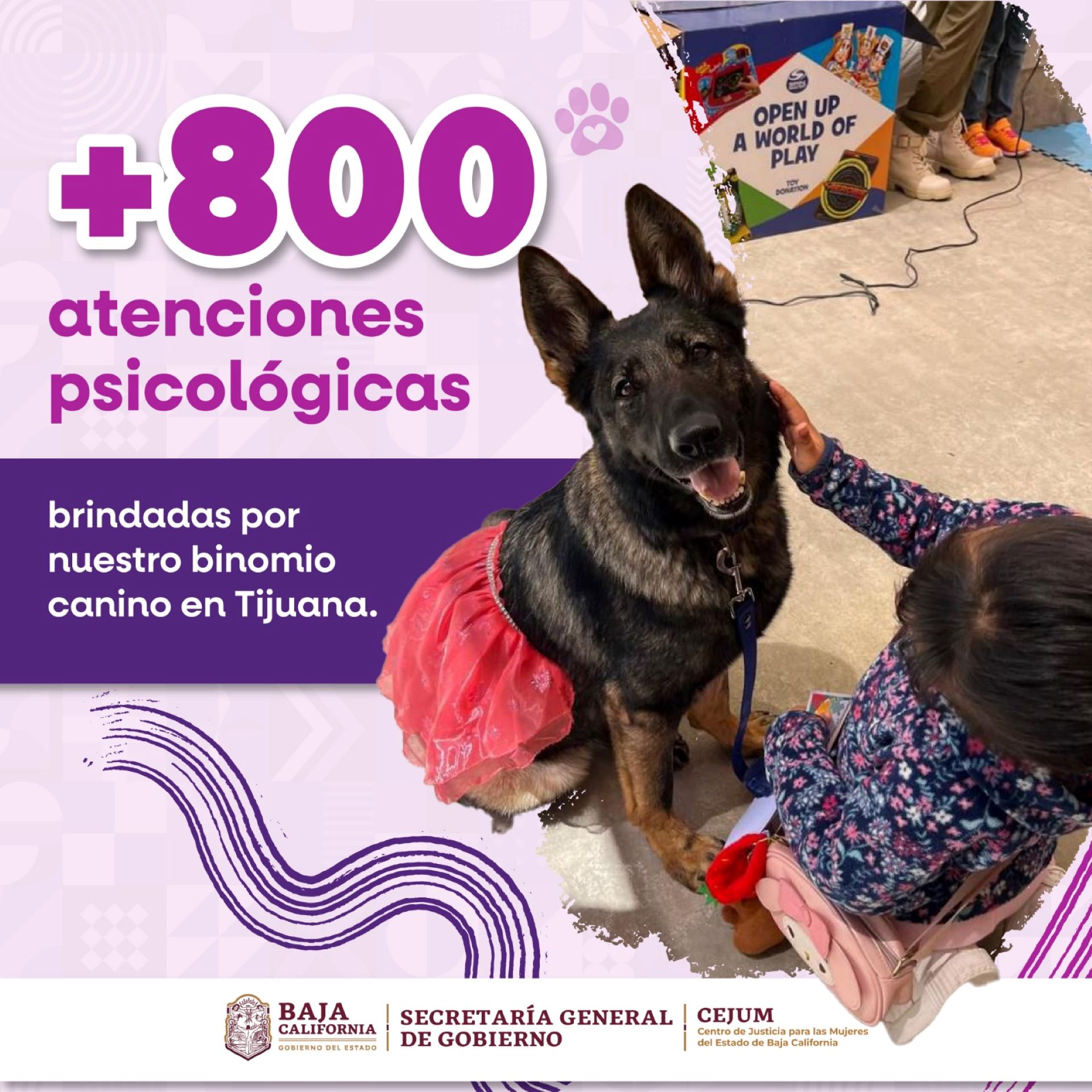 Brinda binomio canino más de 800 atenciones de acompañamiento psicólogo en Cejum