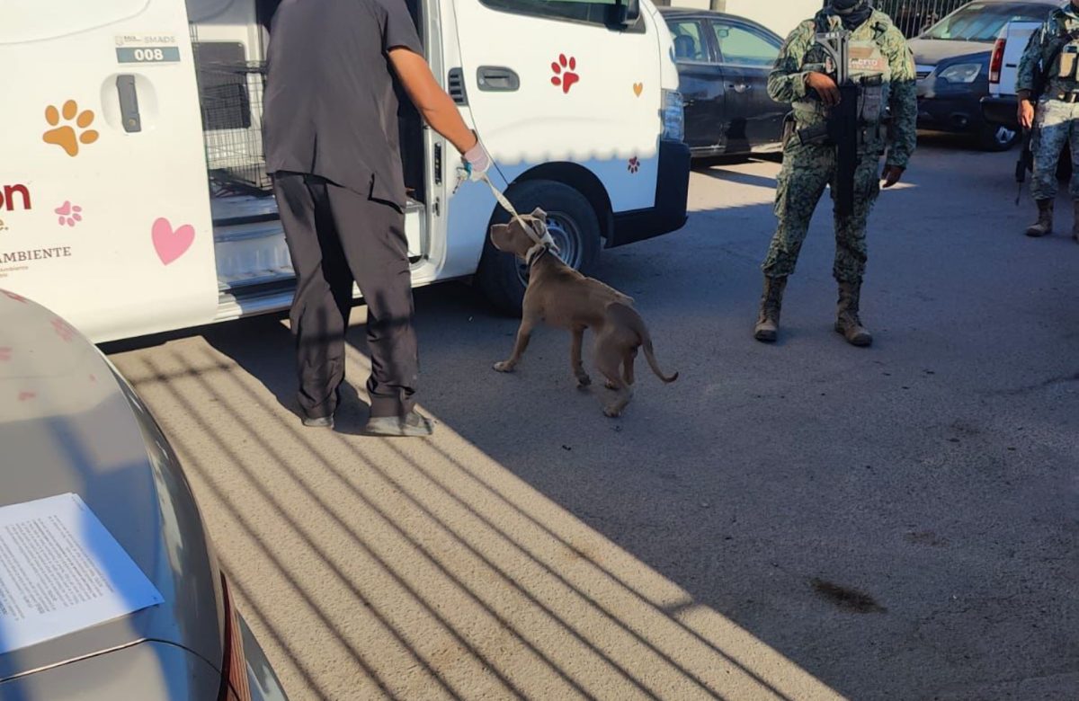 Asegura FGE a dos pitbulls en estado de desnutrición durante cateo por maltrato animal en Mexicali