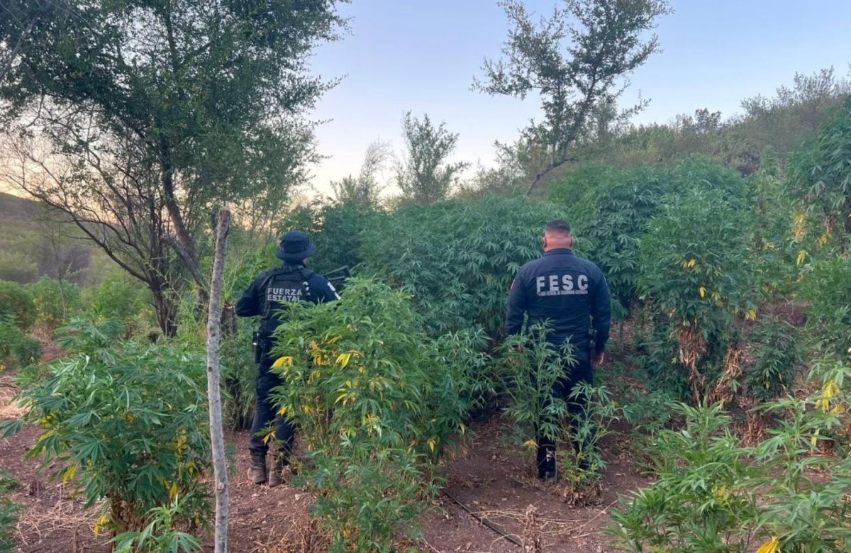 Destruye Fuerza Estatal dos plantaciones de marihuana; se ubicaron en los límites de Tijuana y Playas de Rosarito